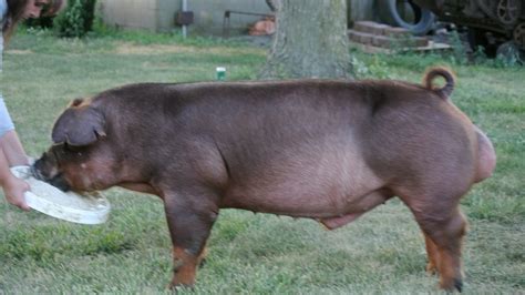 They are the same old-line American Duroc lines that wrote breed history in the 1970s, 80s and 90s. . Duroc pigs for sale oregon